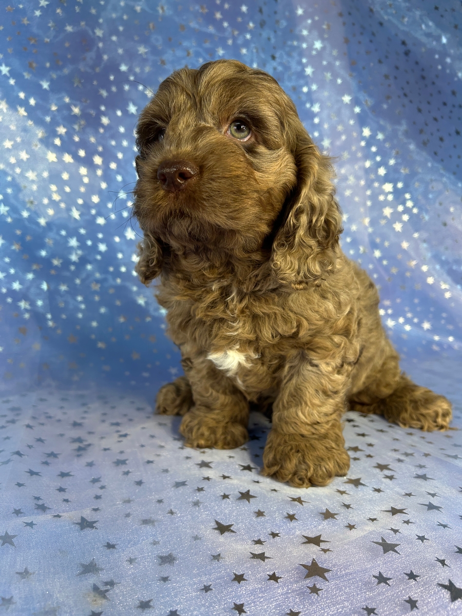 Male Merle Cockapoo Puppy for Sale DOB 8-1-2026 $950